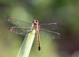 Image of Libellula Linnaeus 1758