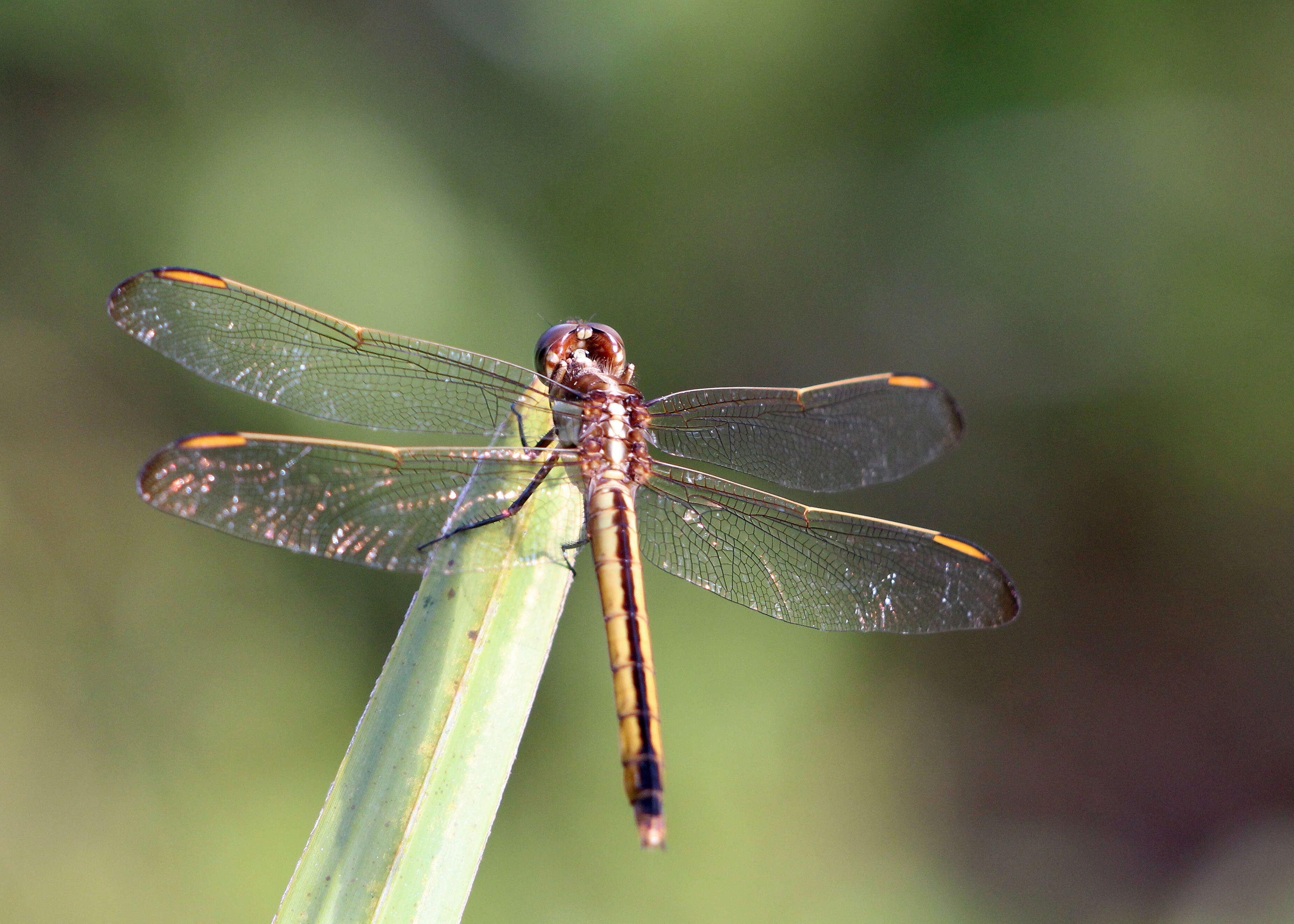 Image of Libellula Linnaeus 1758