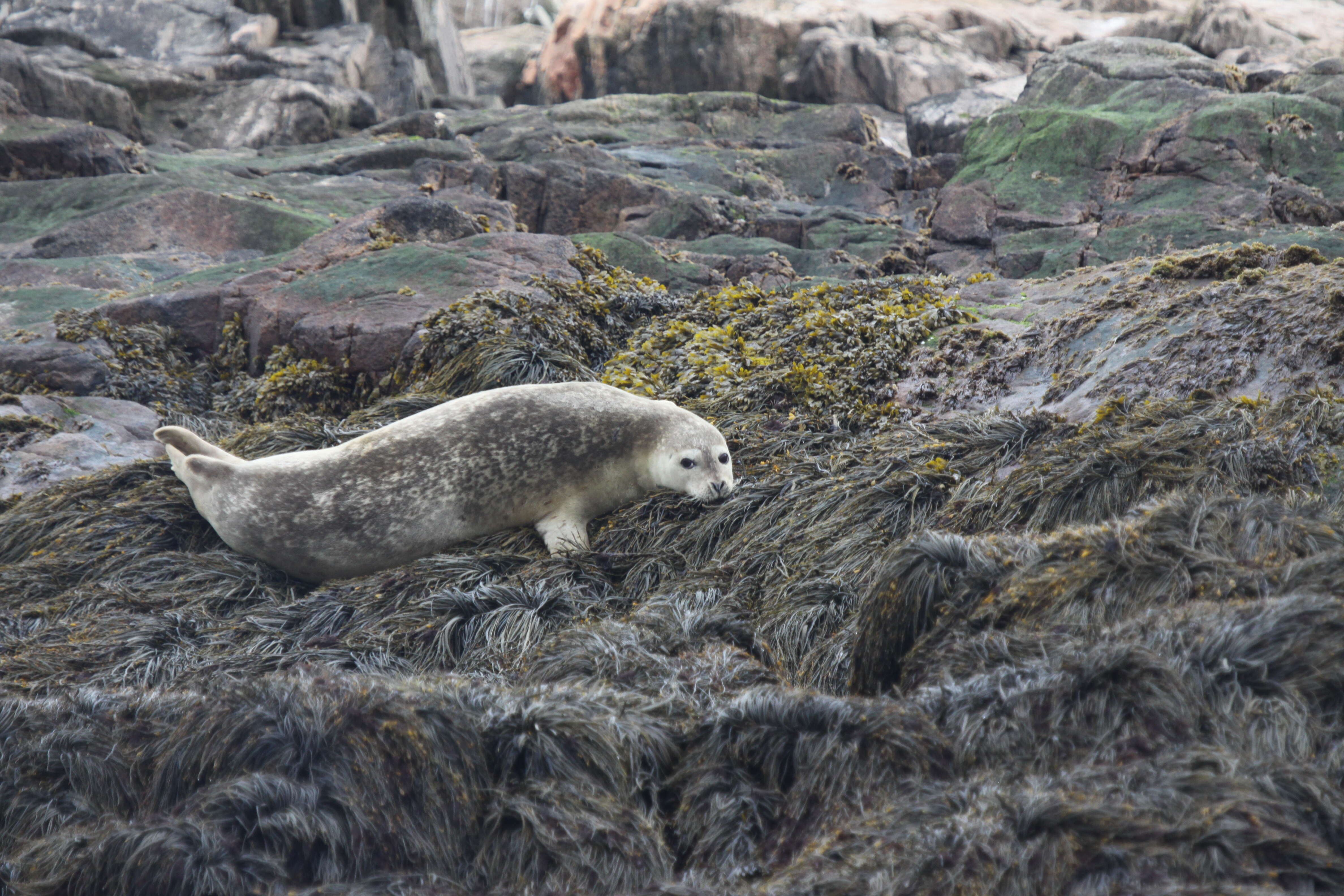 Image of Mediterranean Monk Seal