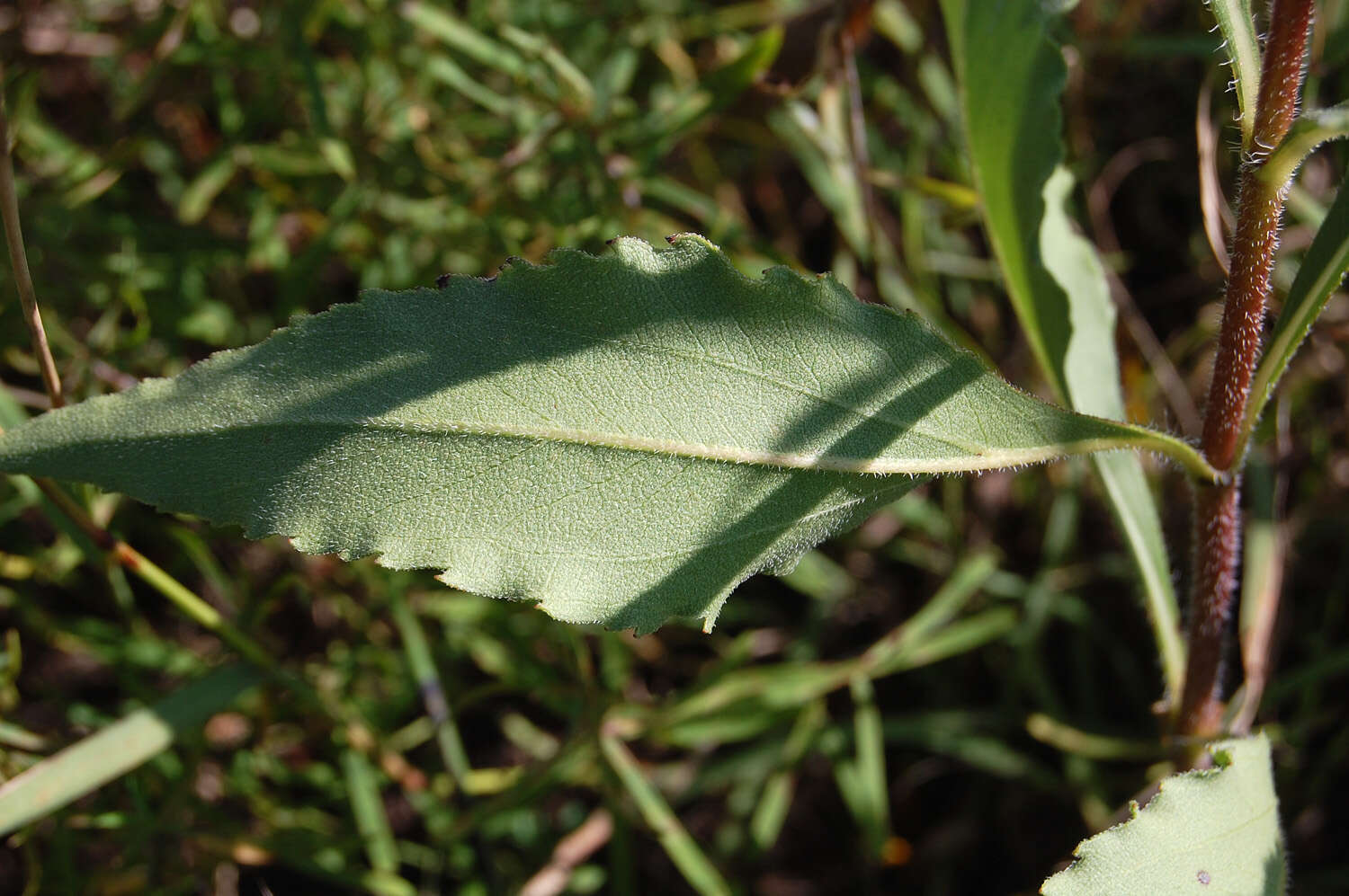 Image of stiff sunflower