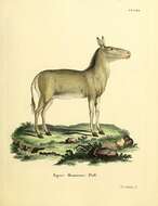Image of Equus subgen. Asinus Gray 1824
