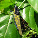 Image of coffee locust