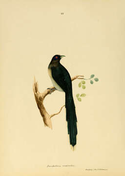 Image of Phaenicophaeus Stephens 1815