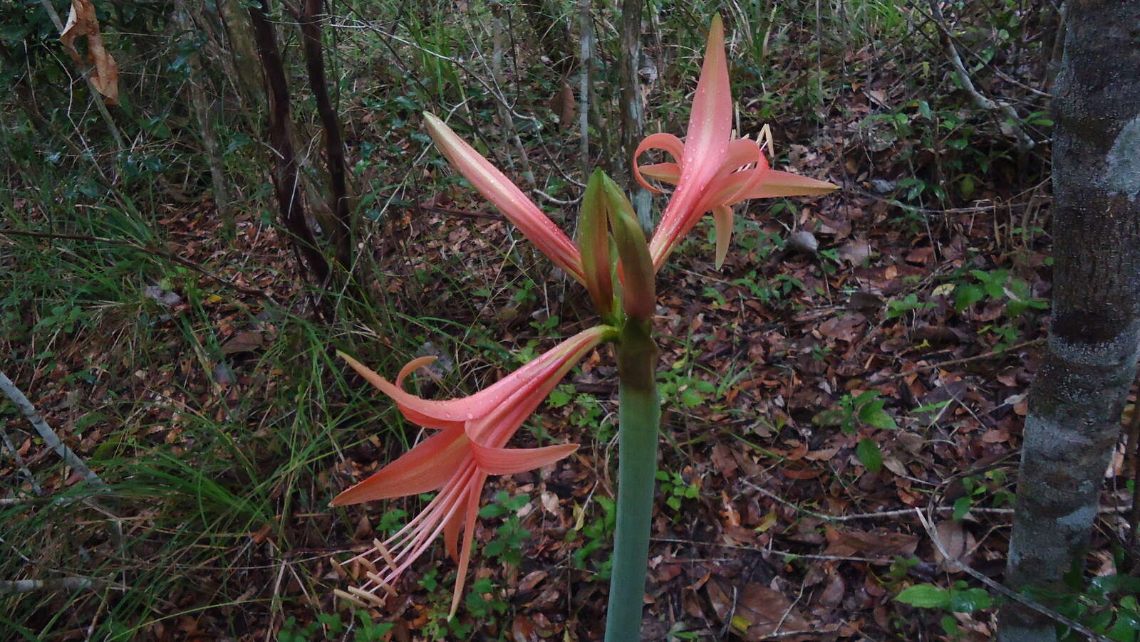 Слика од Hippeastrum stylosum Herb.