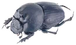 Onthophagus petrovizianus resmi