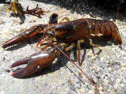 Image of lobster