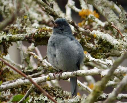 صورة Diglossa plumbea Cabanis 1861