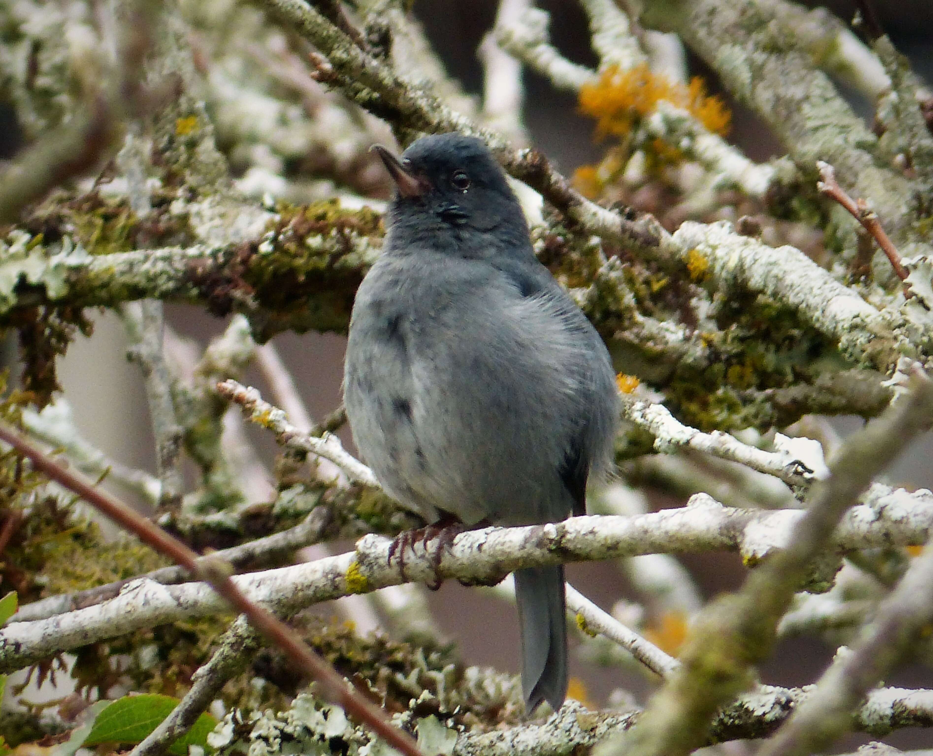 صورة Diglossa plumbea Cabanis 1861