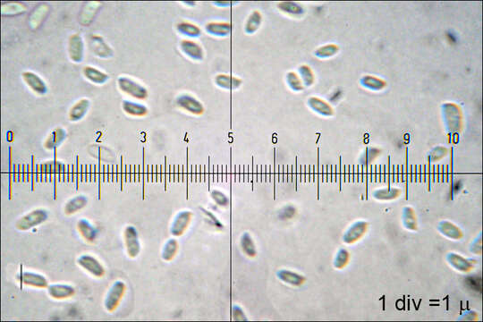 Imagem de Chondrostereum