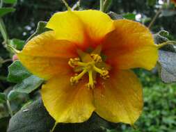 Image of flannelbush