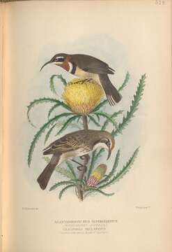 Image of Western Spinebill