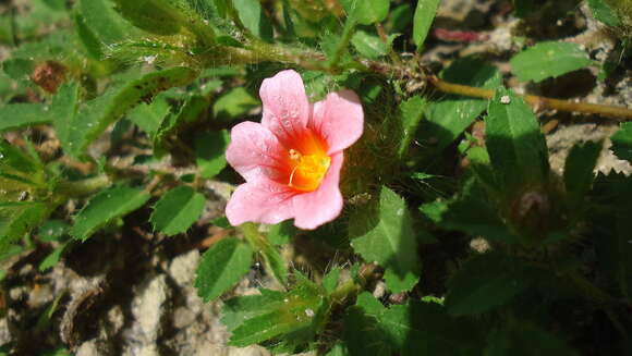 Image of Malvaceae