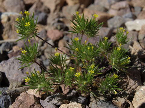 Image of Brewer's navarretia