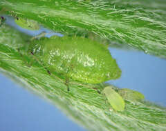 Image of maple aphid