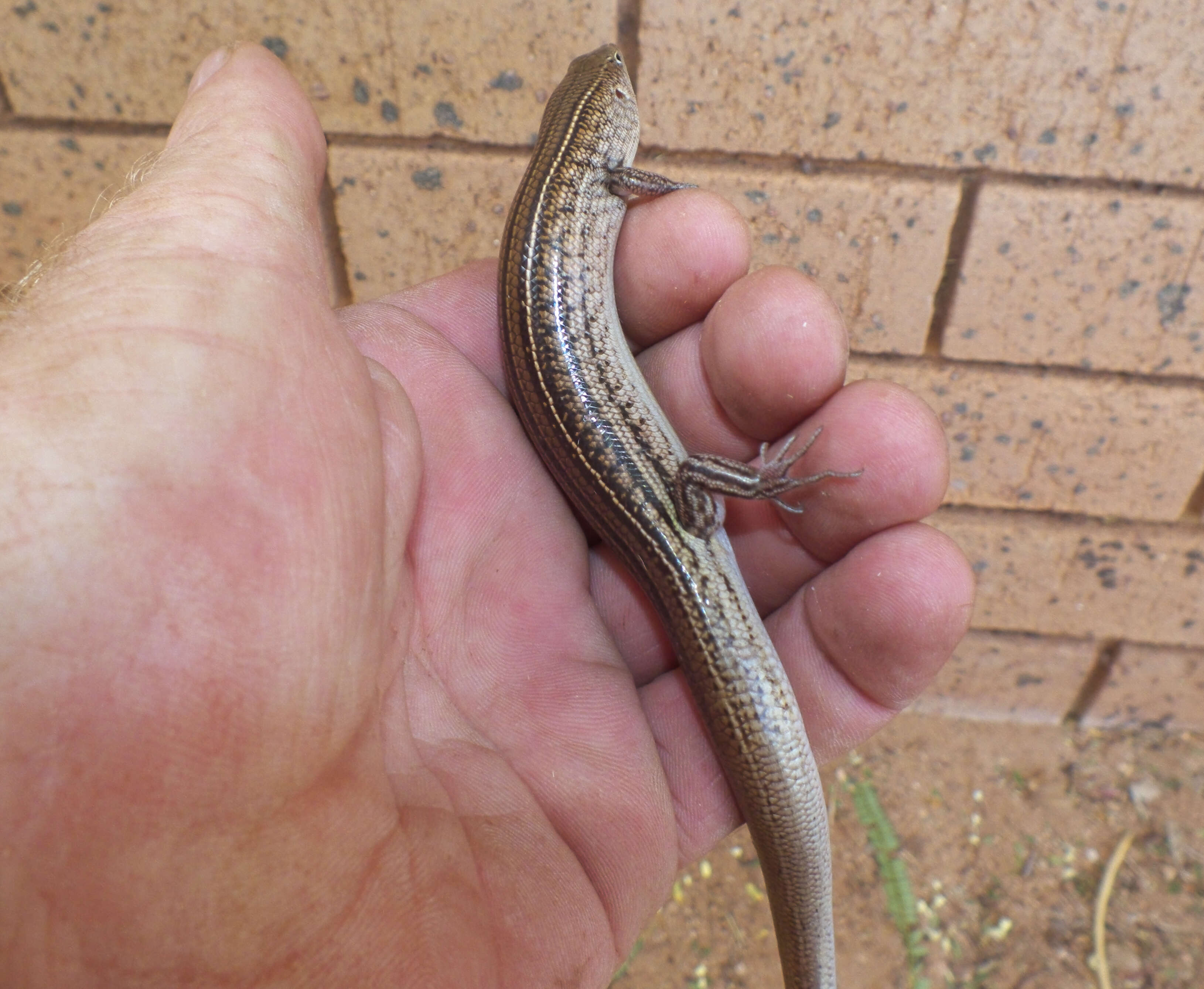 Image of Ctenotus Storr 1964