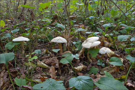 Image of Tricholoma lascivum (Fr.) Gillet 1874