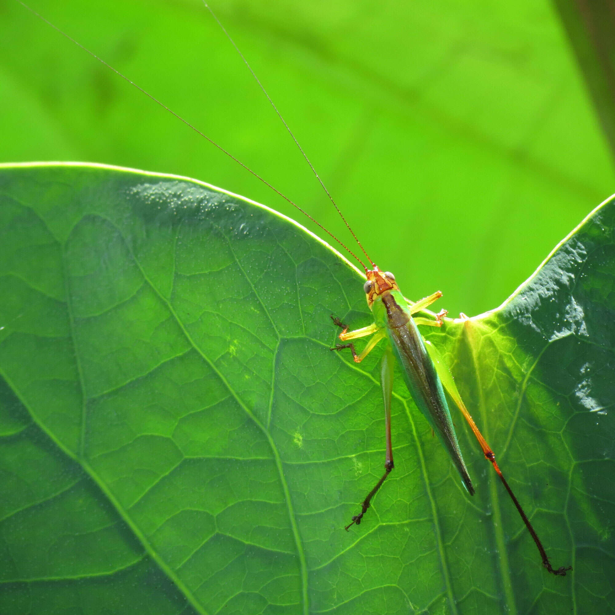 Image of Greater Meadow Katydids