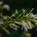 Image of Dracaena griffithii Regel