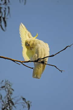 Image of Cacatua Vieillot 1817