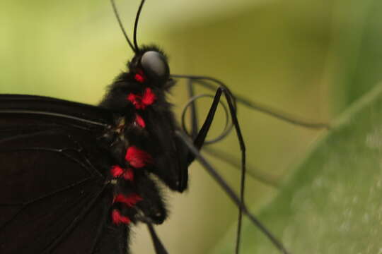 Image of Parides