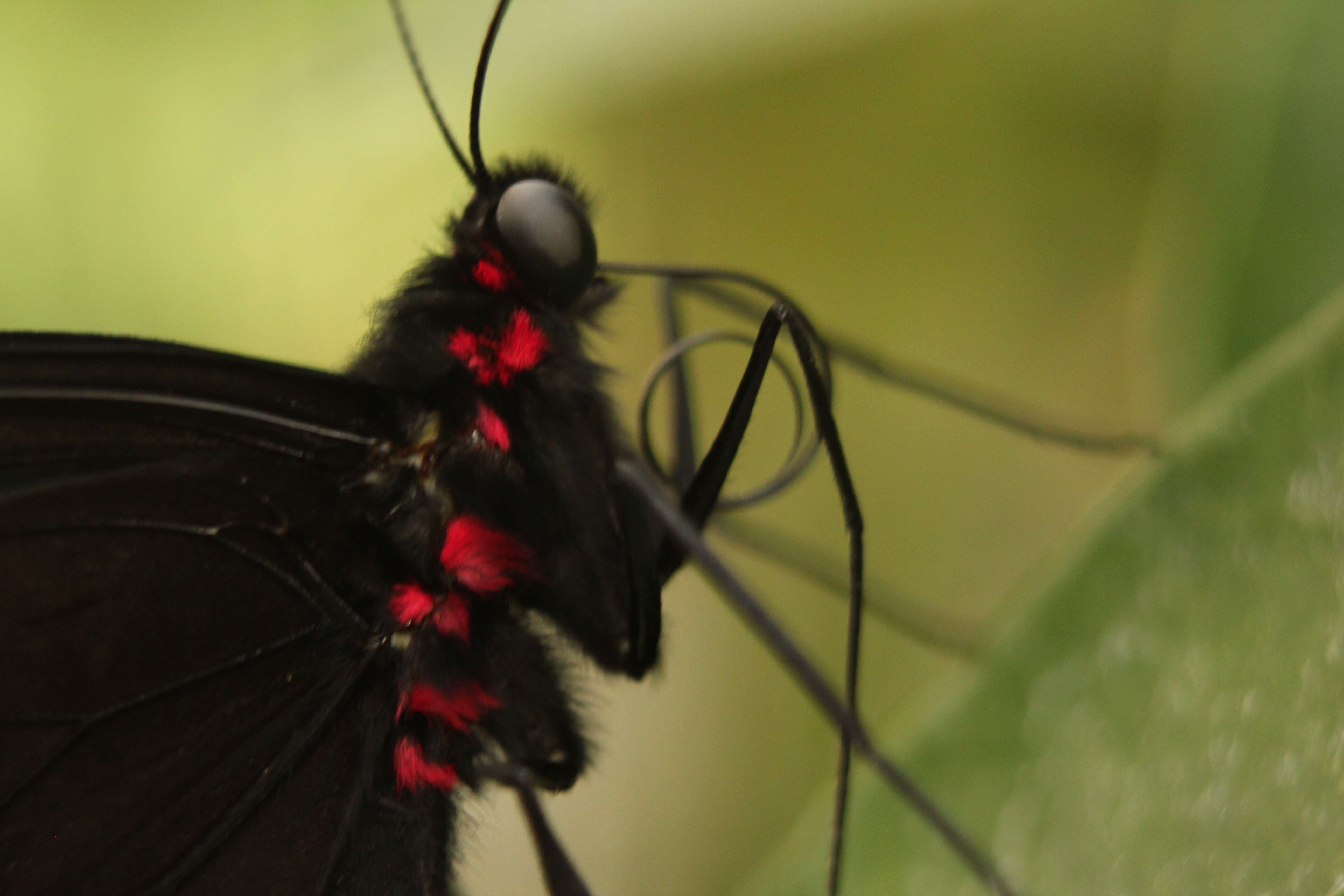 Image of Parides iphidamas (Fabricius 1793)