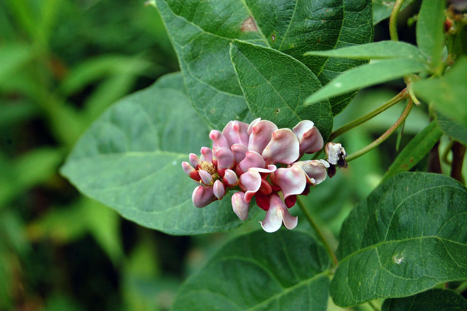 Image of groundnut