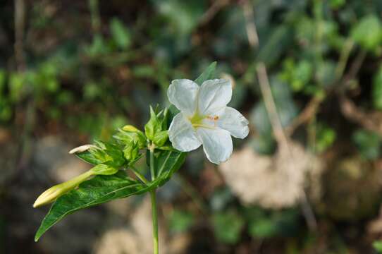 Image of Four o'Clock flower