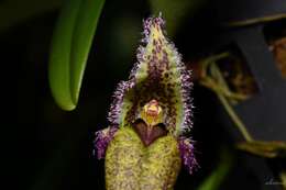 Image de Bulbophyllum fascinator (Rolfe) Rolfe