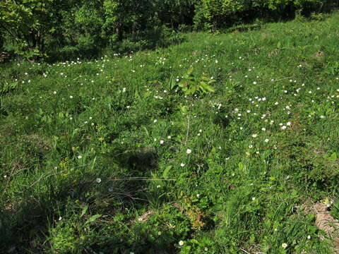 Image of Common walnut