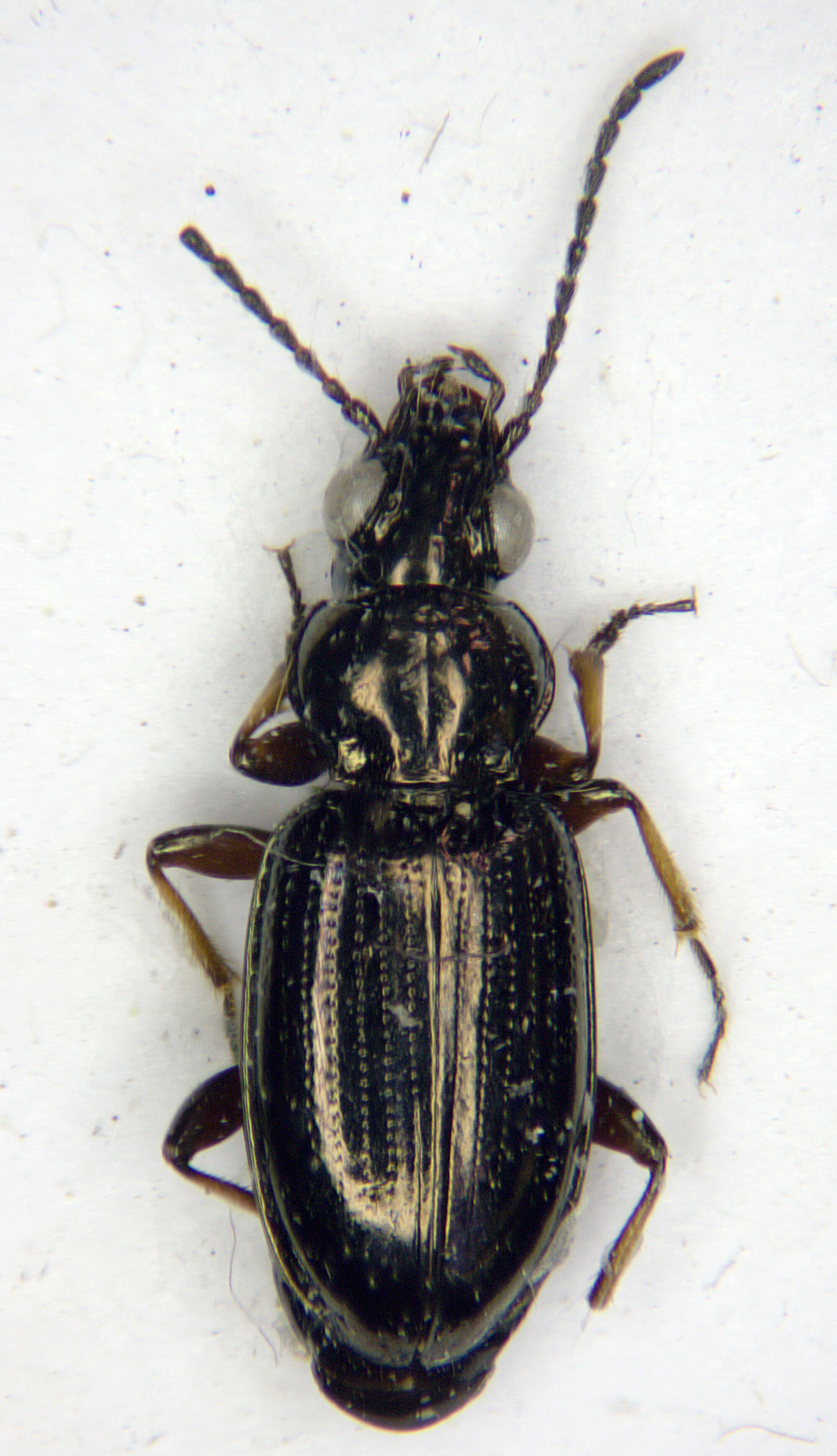 Image of bembidious beetles