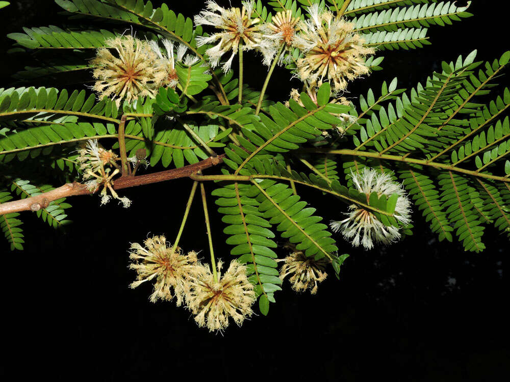 Image of wild tamarind