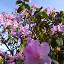 Image de Rhododendron dauricum L.
