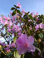 صورة Rhododendron dauricum L.