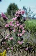 Image of Isopogon formosus R. Br.