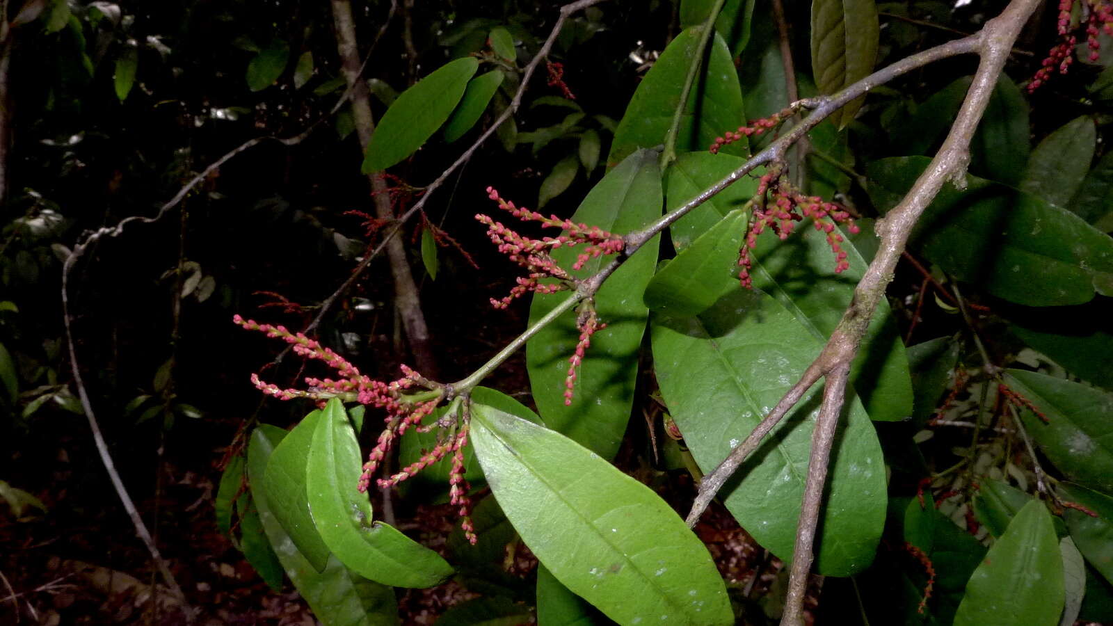 Image of Gymnanthes glabrata (Mart.) Govaerts