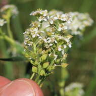 Image of Peppercresses