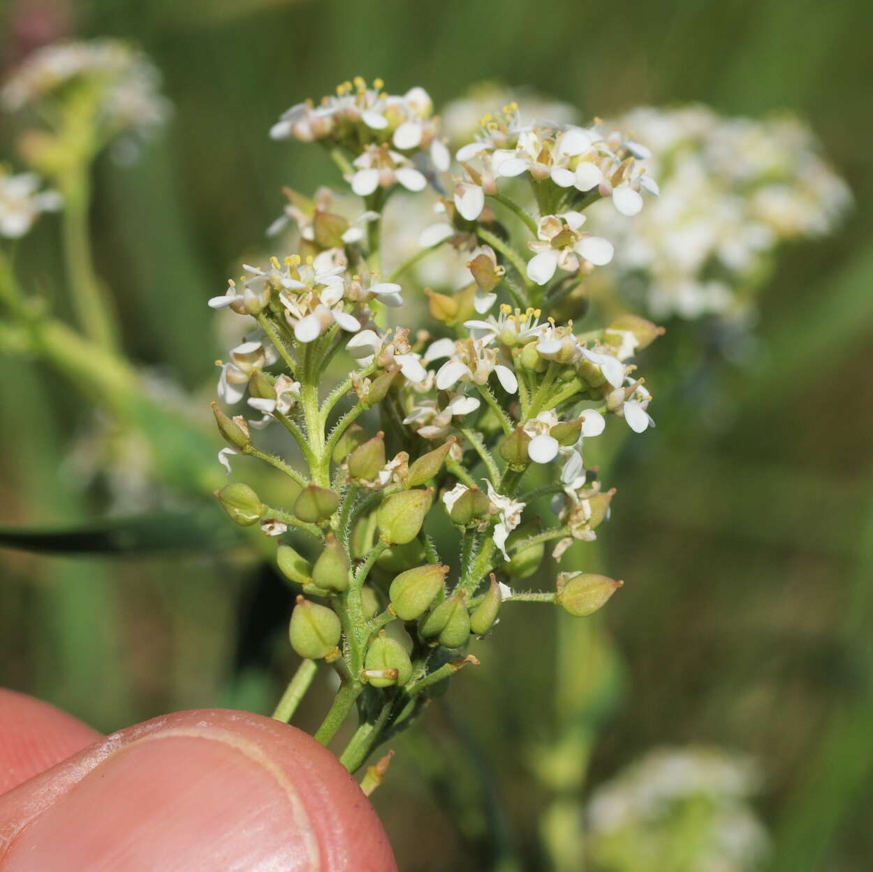 صورة Lepidium cartilagineum (J. Mayer) Thell.