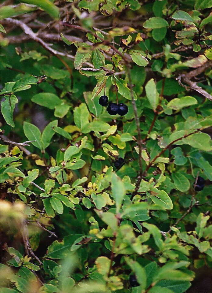 Lonicera nigra L. resmi