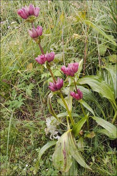 Image de Gentiana pannonica Scop.