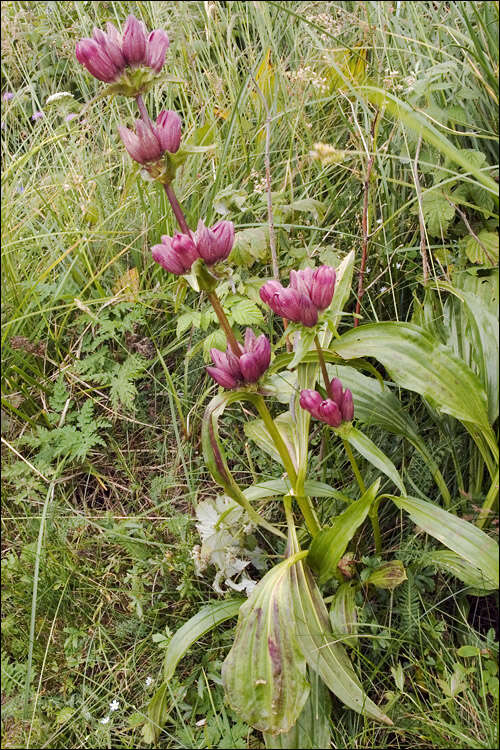 Image de Gentiana pannonica Scop.