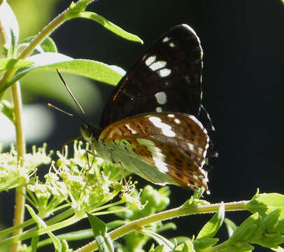 Image of white admiral