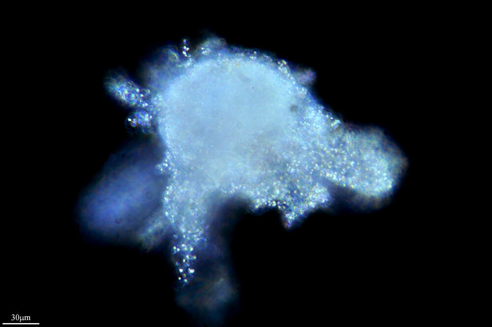 Image of Protozoa