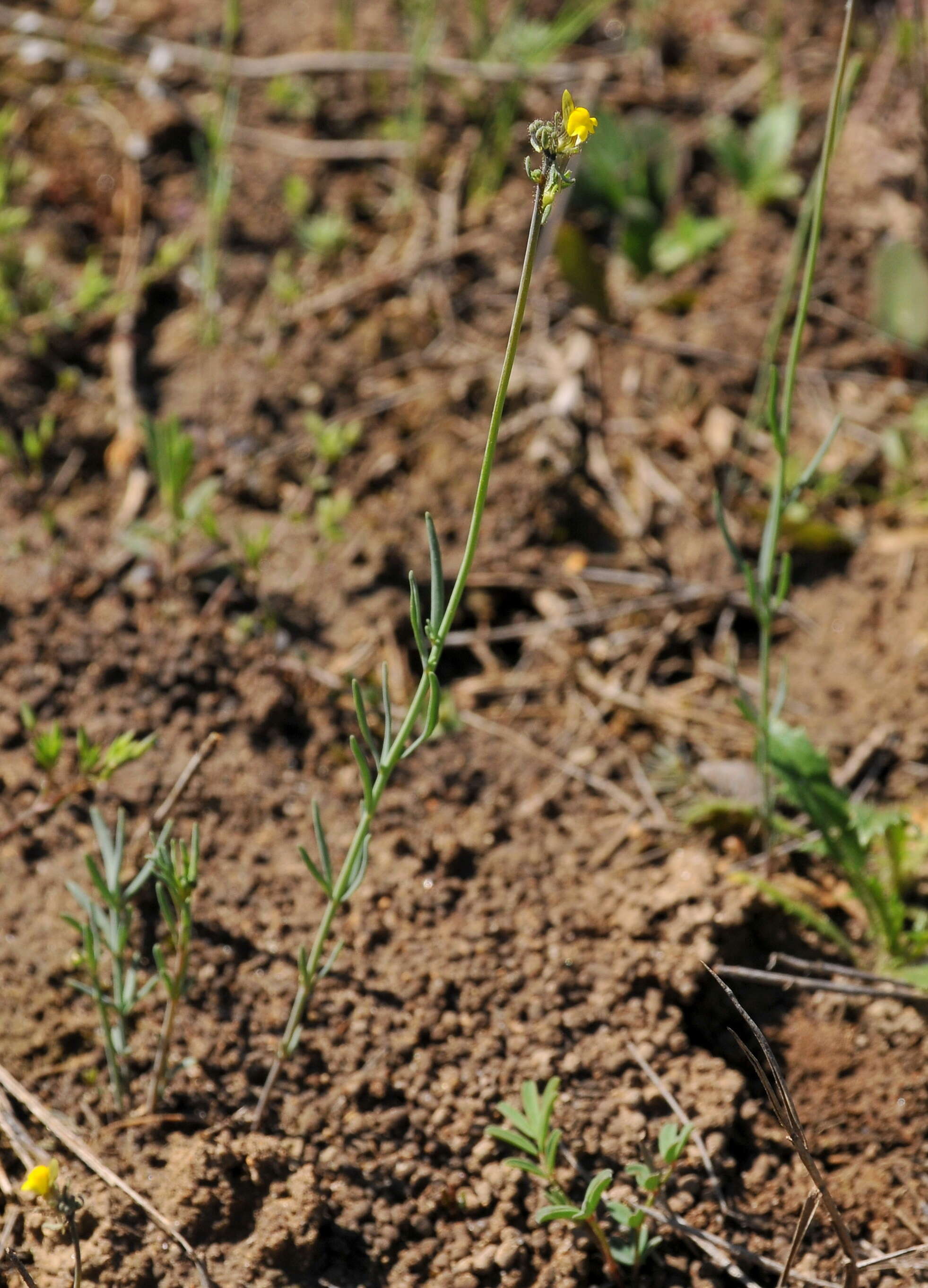 Слика од Linaria simplex