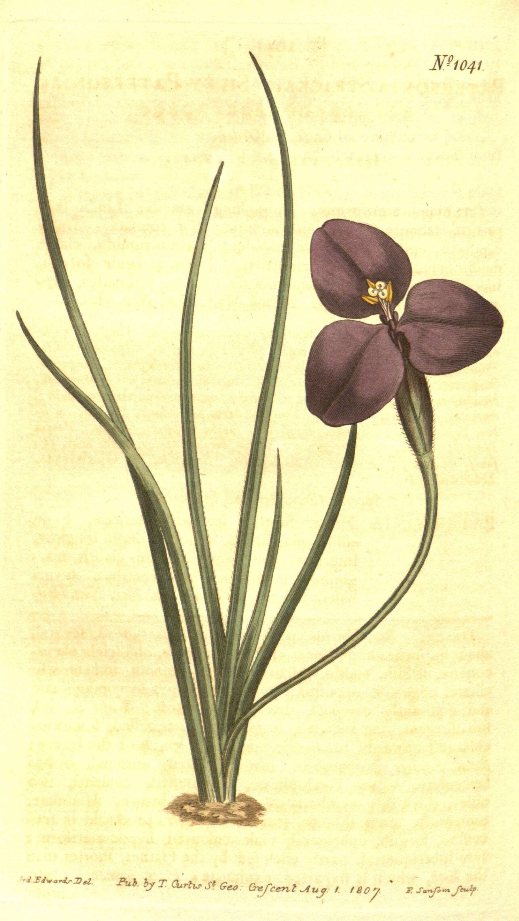 Image of Patersonia sericea R. Br.