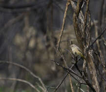 Image of Common Redstart