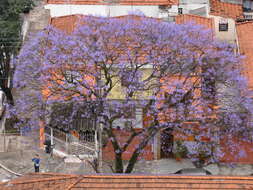 Sivun Jacaranda brasiliana (Lam.) Pers. kuva