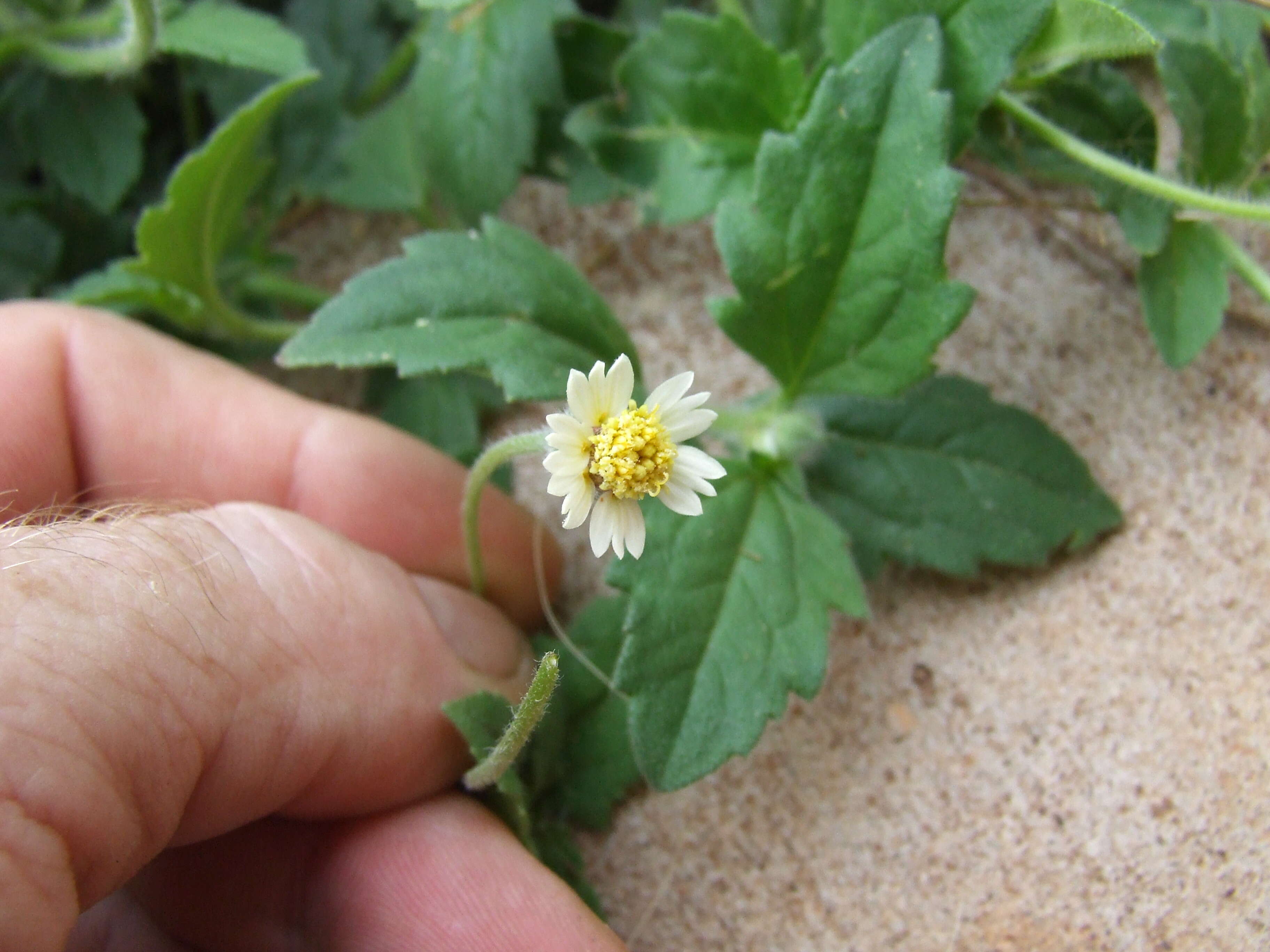 Image de Tridax