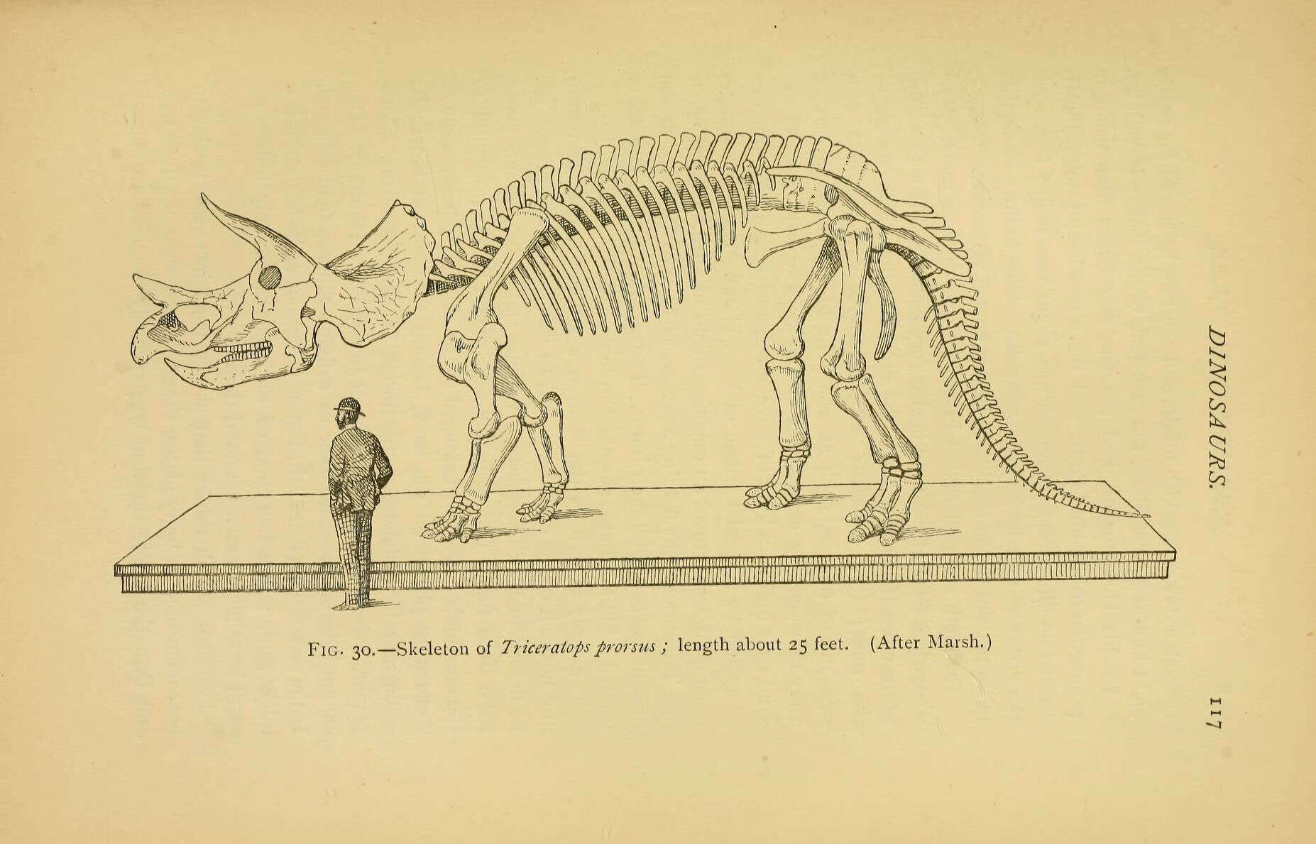 Image of ornithischian