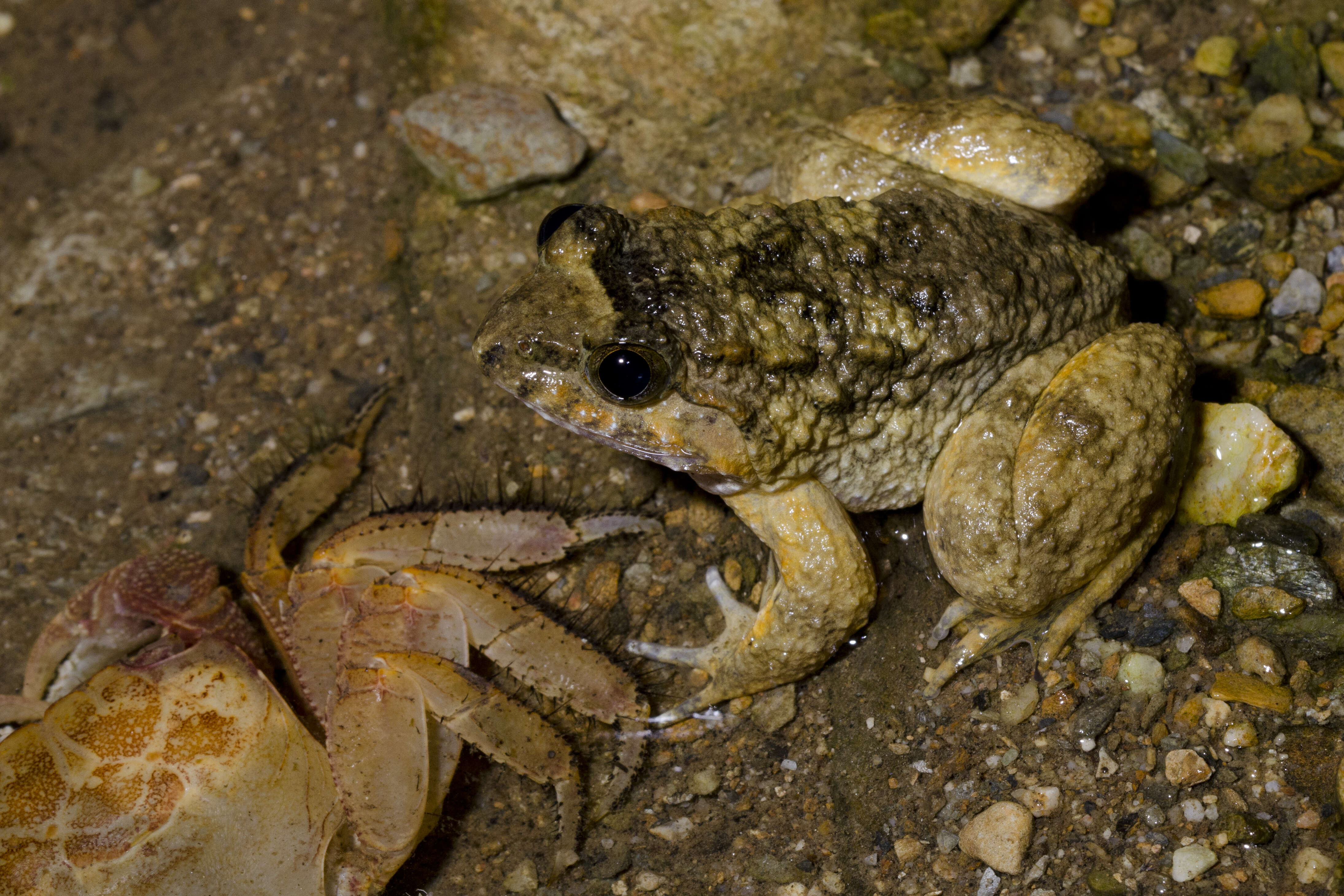 Image of Namie's frog