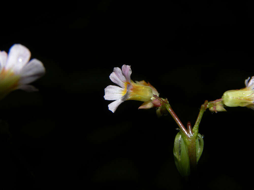 Image of Oxalis microcarpa Benth.